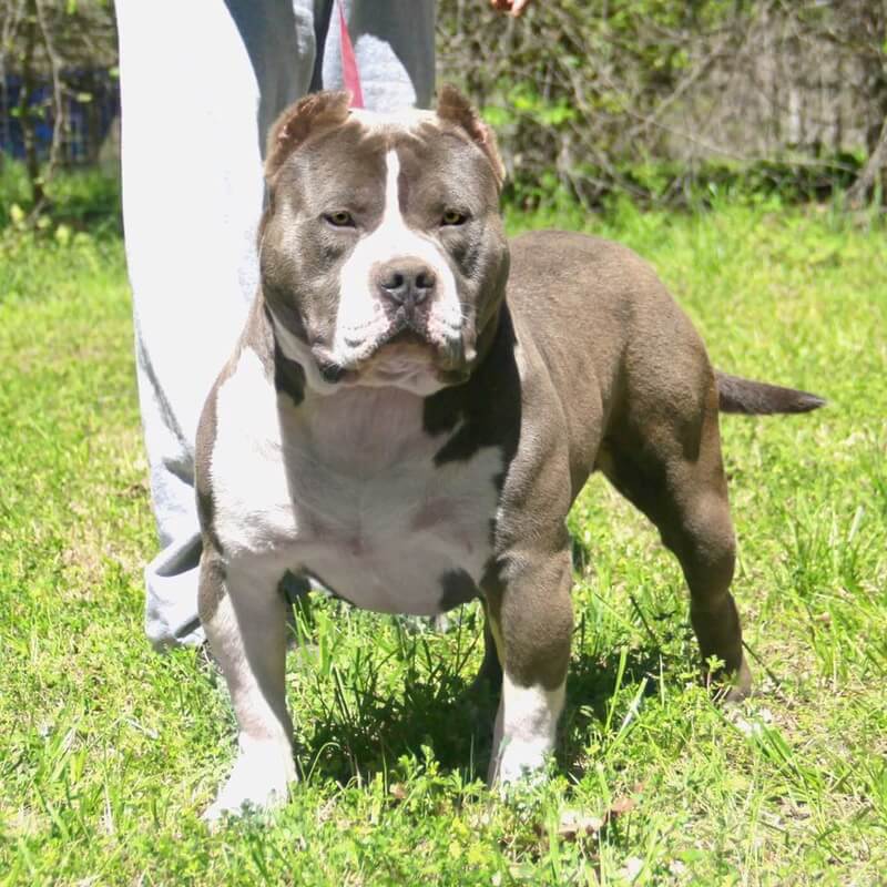 Bully Pitbull Adults Puppies for Sale XL XXL and Extreme