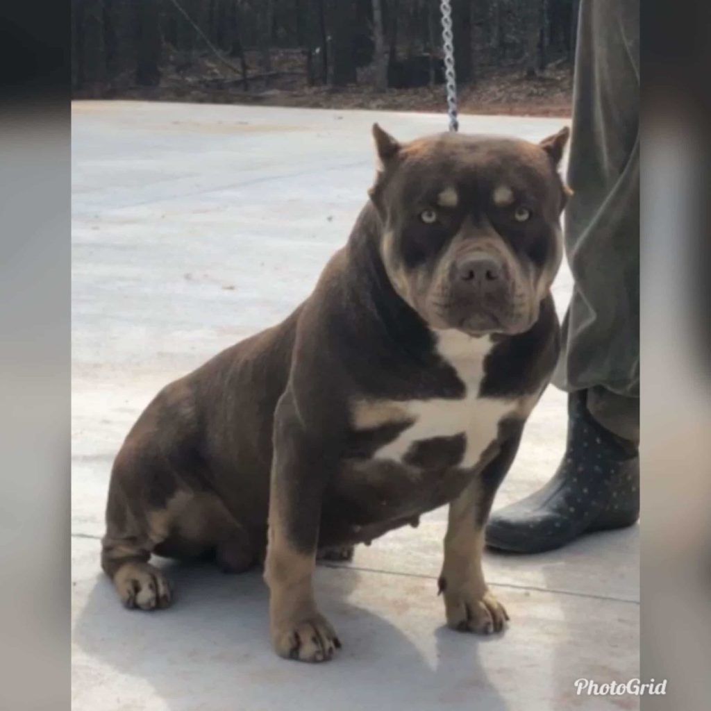 american bully puppies