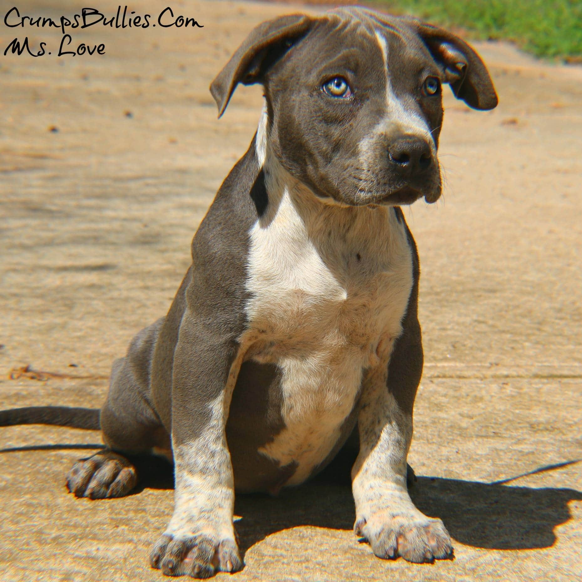 American Bully Pitbull Puppy for sale (Ms Love) Crump's