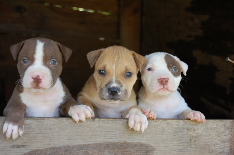Pitbull Puppies For Sale Houston Craigslist