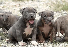 american pitbull puppies