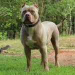 xxl american bully for sale