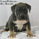 bully pit pitbull puppies for sale