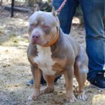 american bully for sale