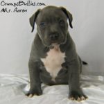 American Bully puppies