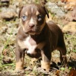 pitbull puppies for sale