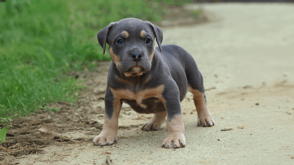 Read more about the article Factors To Consider In Buying An American Bully