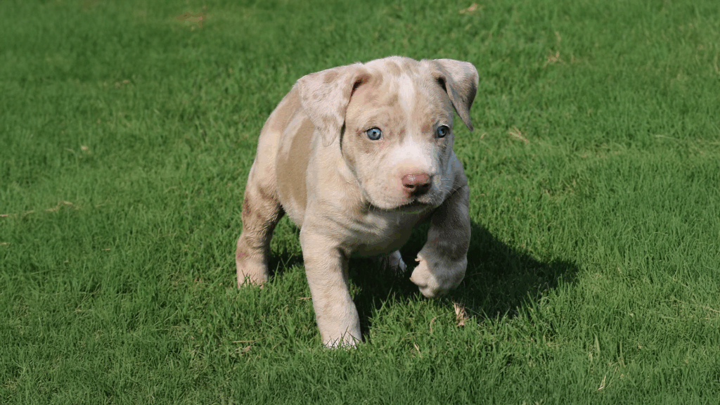 Read more about the article Facts About Merle Pit Bulls