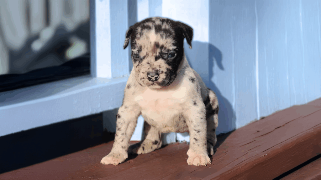 Read more about the article The Benefits of Artificial Insemination (AI) for American Bully Breeding