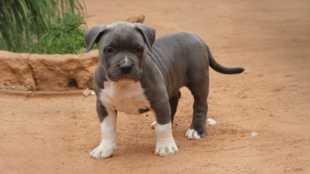 Read more about the article What is a Purple Ribbon Pit Bull?