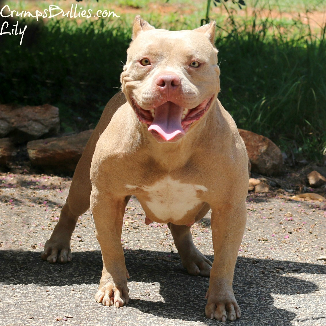 facts about pitbull puppies