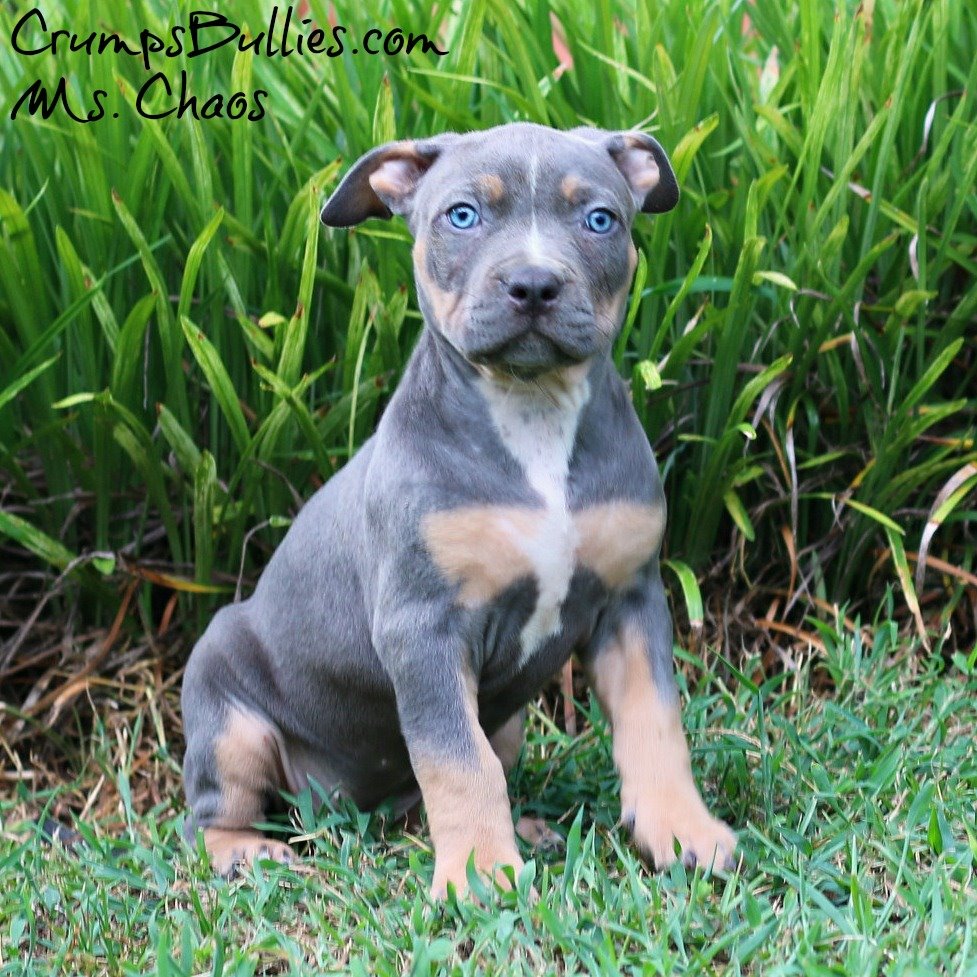 The Smart Trick of blue nose pitbull puppies for sale That ...