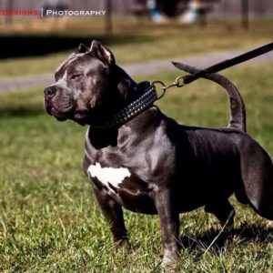 XL XXL Pitbull Puppies for Sale | black american bully xl