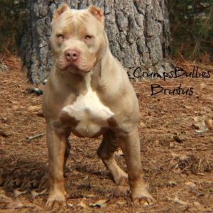 XL XXL Tri color Pitbull Puppies For Sale