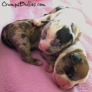 XL Pitbull puppies for sale