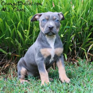 XL pitbull puppies for sale | American bully xl