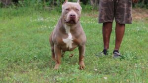 Tri American Bully Puppies For Sale