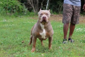 XL Pitbull Puppies for sale
