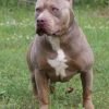 Purple Tri American Bully Pit Puppies For Sale