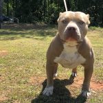 Champagne Pit Bull Puppies For Sale