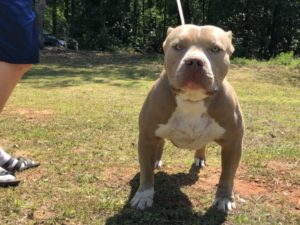 Champagne Pitbull Puppies For Sale