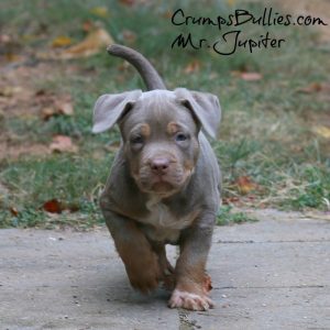 pitbull puppies for sale near me