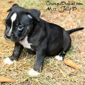 merle american bully xl for sale