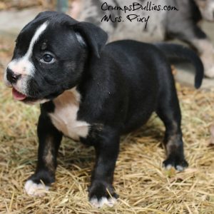 merle american bully xl for sale