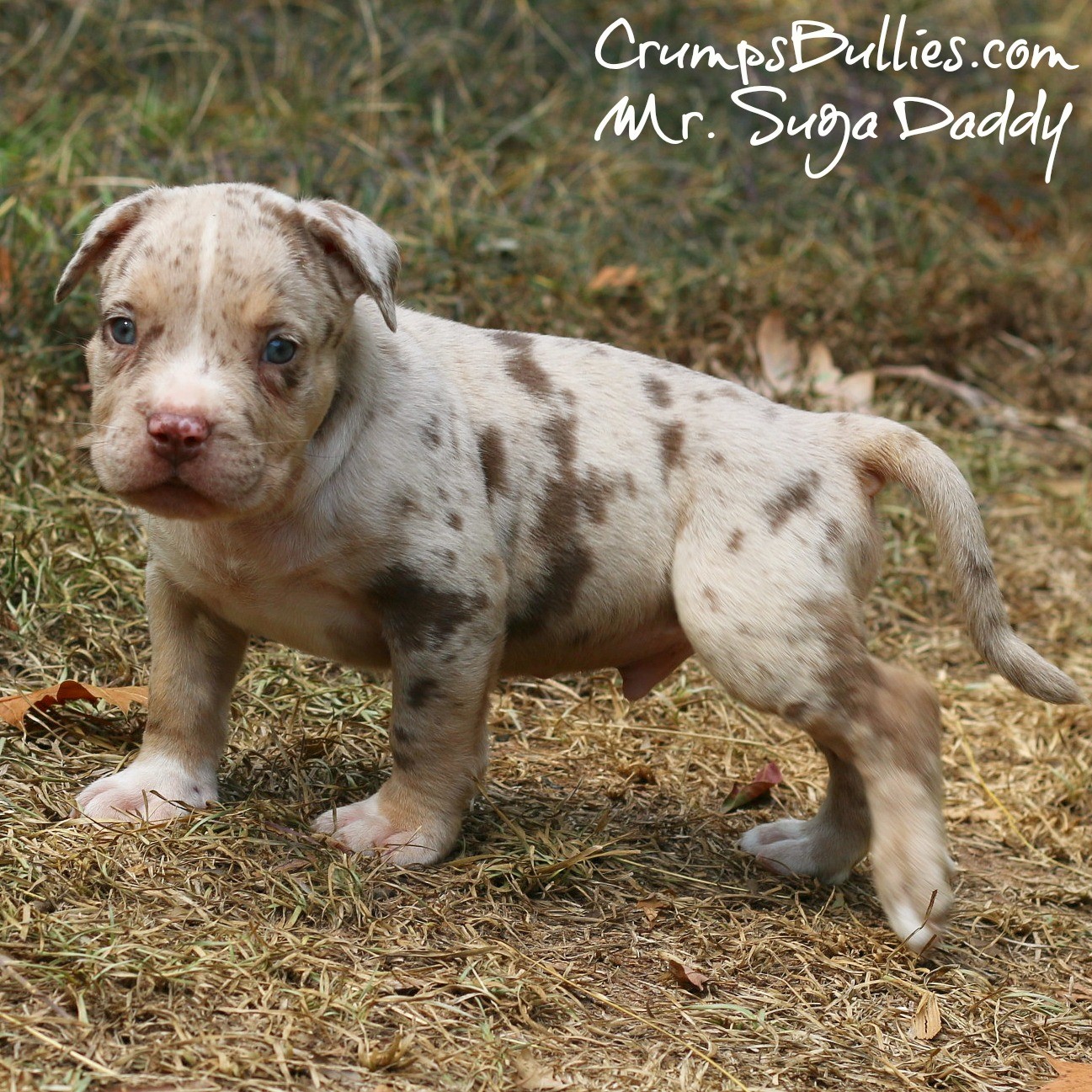 xl merle bully for sale