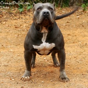 Funny Blue Merle Pitbull Puppies For Sale