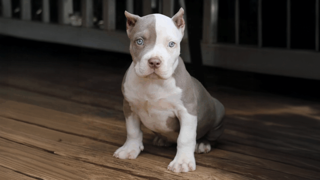 Read more about the article Pitbull Puppies for Sale