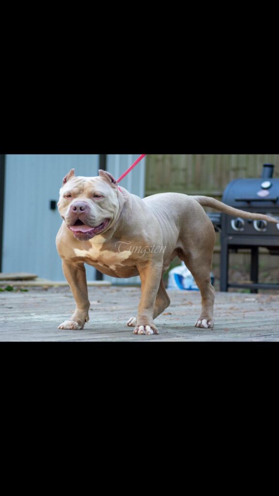 XXL Pitbull Puppies for sale