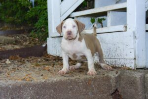 XL Pitbull Puppies for Sale