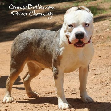 pitbull puppies bully for sale