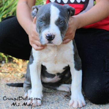pitbull puppies for sale colorado 2021