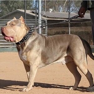 pitbull bully for sale