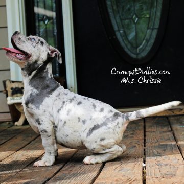 blue nose merle xl bully pitbull puppies