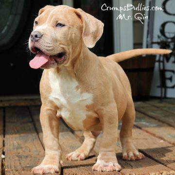 blue nose fawn xl pitbull bully puppies