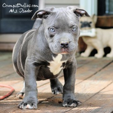 Blue nose xl pitbull puppies bully