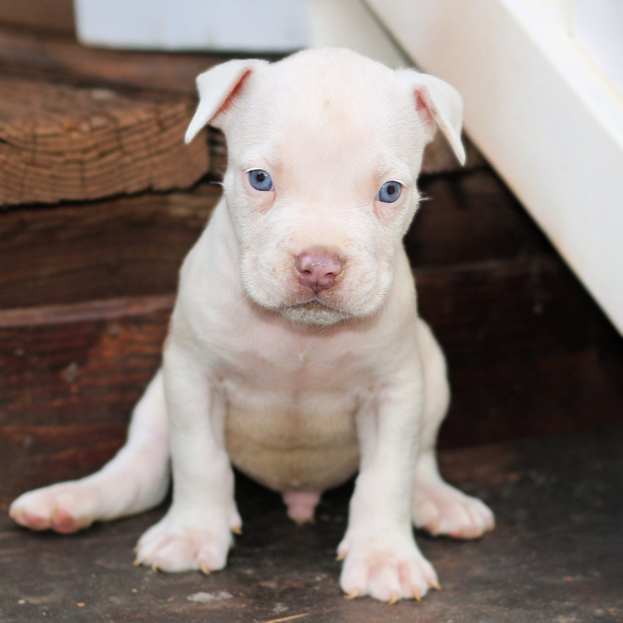 White Pitbull puppy with blue eyes for sale