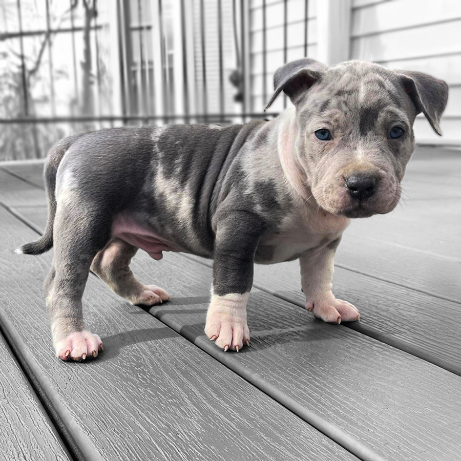 blue tri merle american bully pitbull puppy