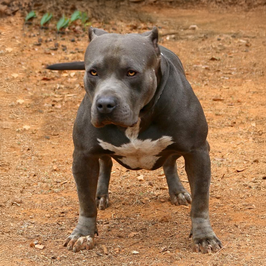 Read more about the article Crump’s Duke