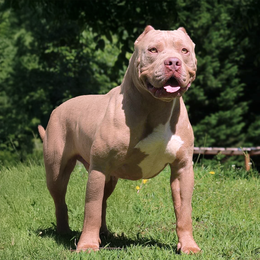 Read more about the article Crump’s Brutus