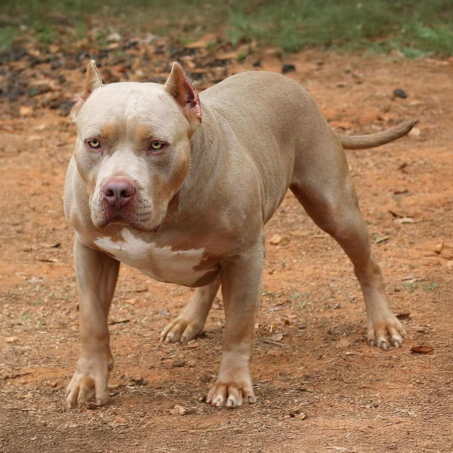 Read more about the article Crump’s Kovu