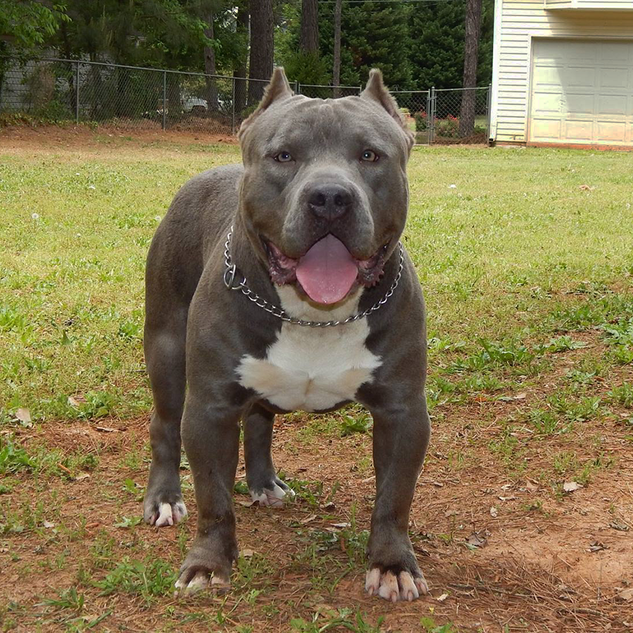 Read more about the article Crump’s Remy