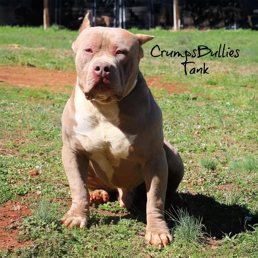 Crump's Bullies Tank is a lilac tri Xl Pitbull stud here at our Georgia Bully kennel