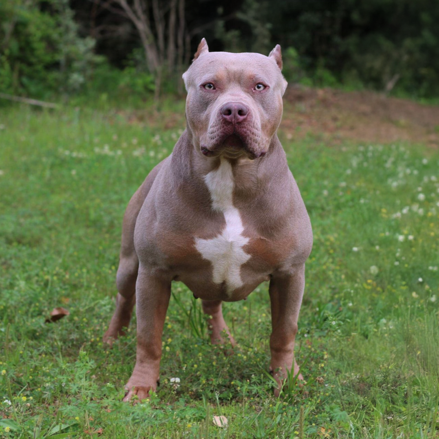 Read more about the article Crump’s Choppa