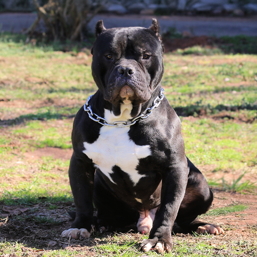 Read more about the article Crump’s Oso