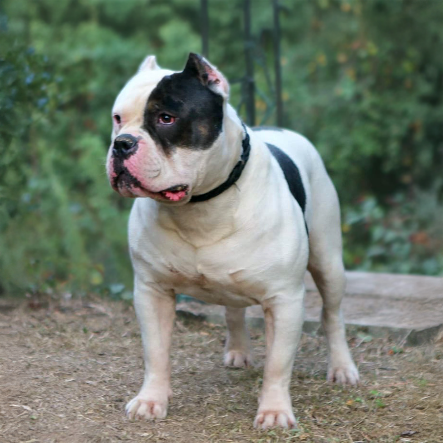 The world renowned XL Bully stud, EBI Joker the sire of MBK Morpheus of Monster Bullies