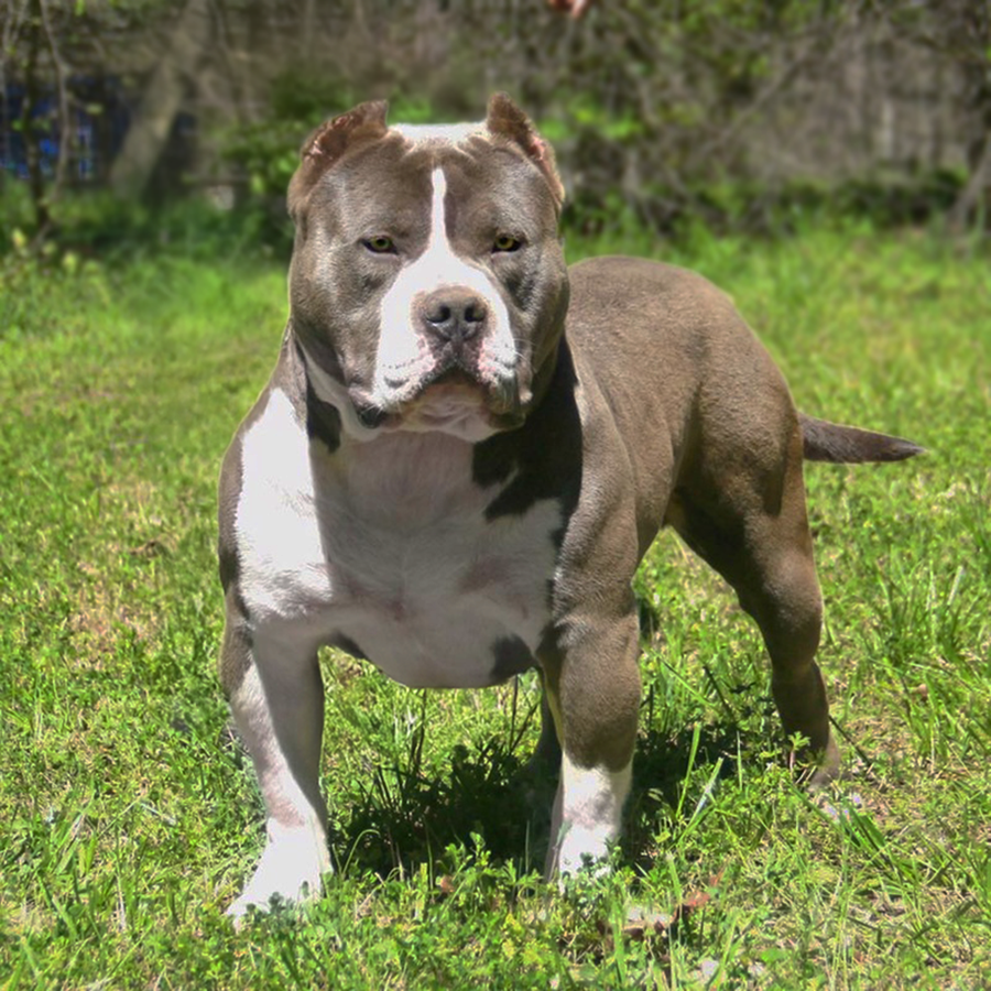 Read more about the article Crump’s Blaze
